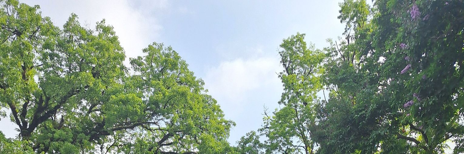 xe 🪸 banner