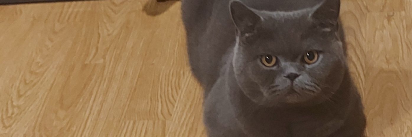 MasterHappyP1's profile banner image