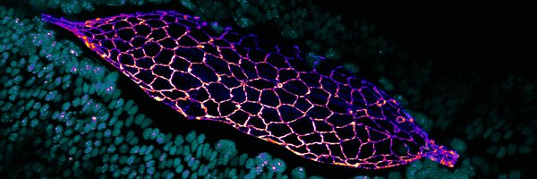 BaskBiomeks Profile Banner