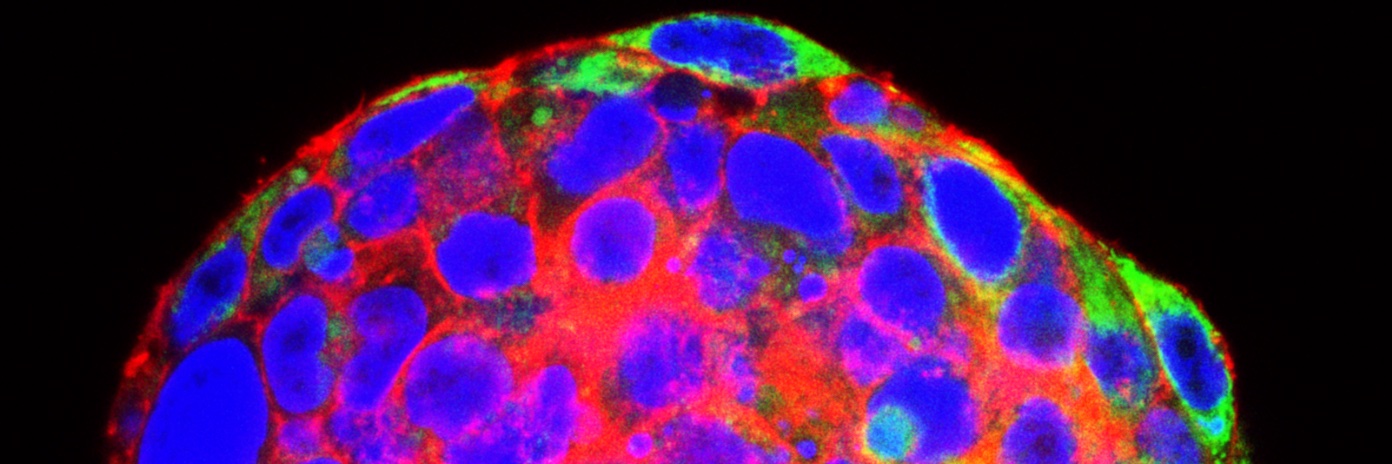 sylvain Delaunay banner