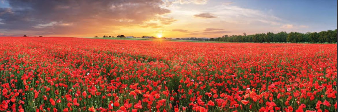 Oliver 🇬🇧 banner