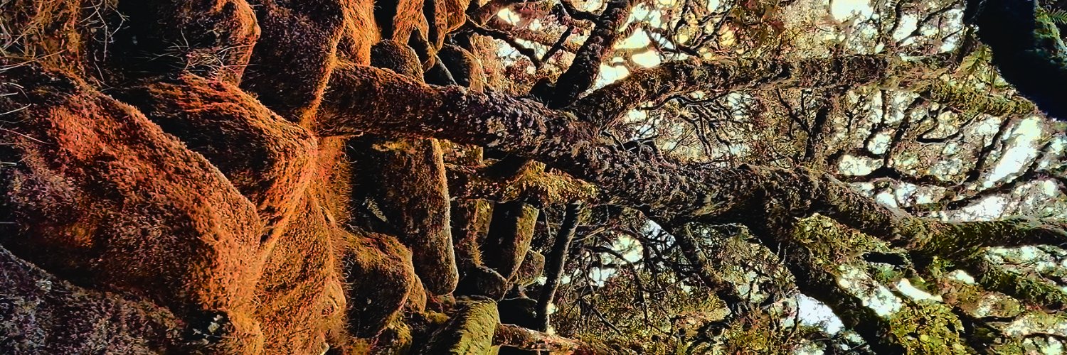 'Rewilding' Later Prehistory banner