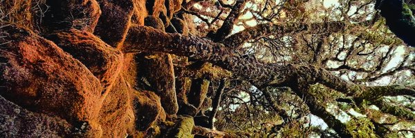 RewildArch Profile Banner