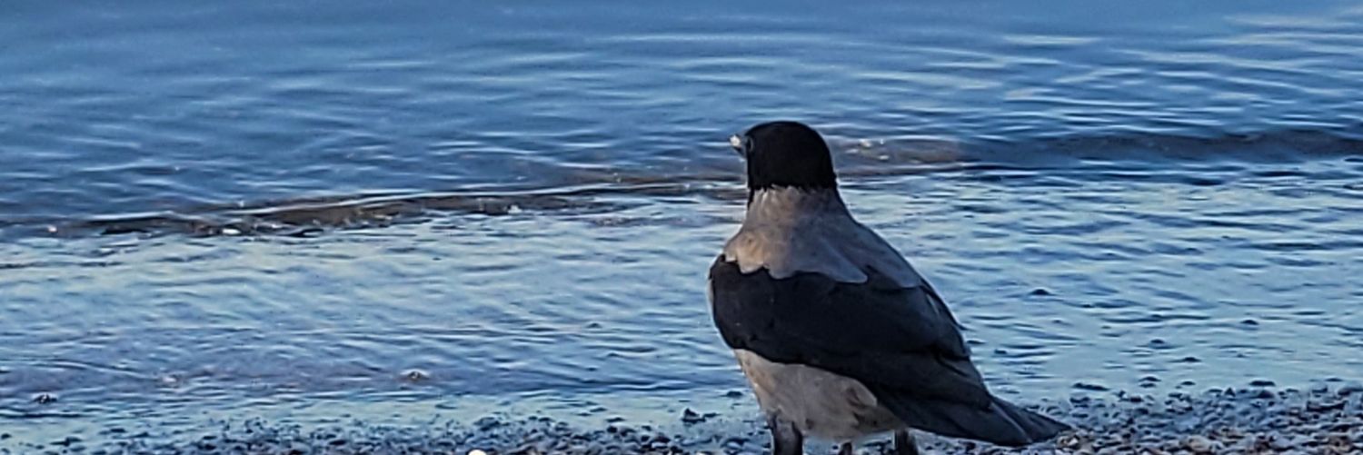 bitabetsi's profile banner image