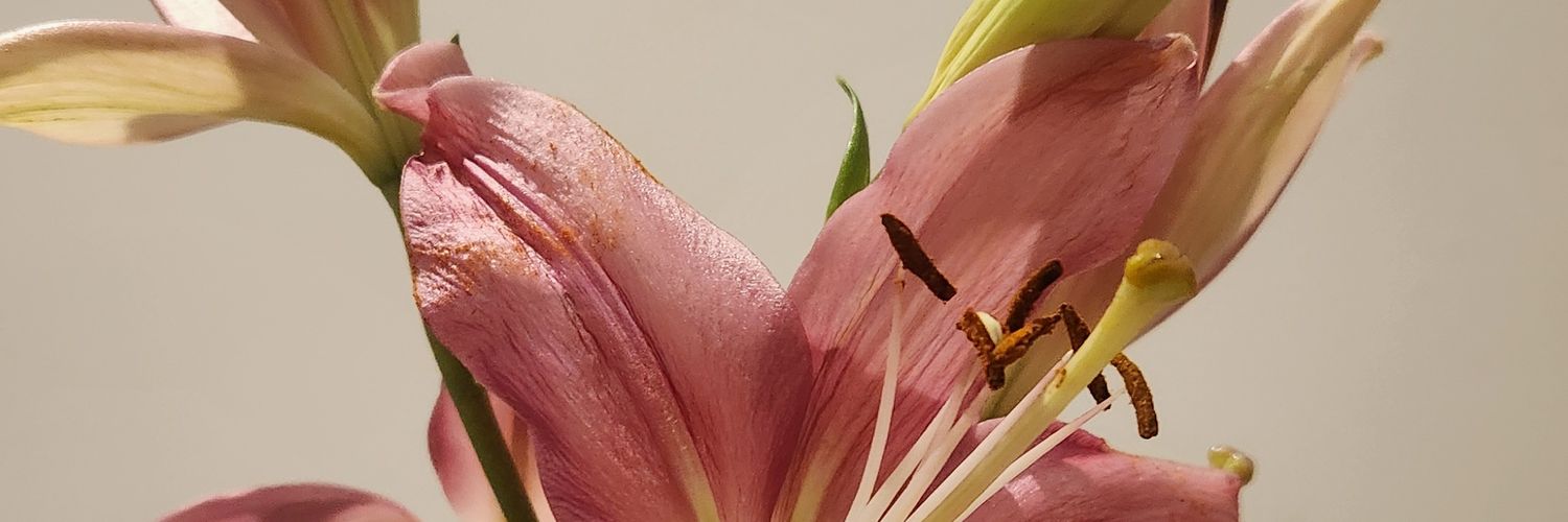 moonlightdannae's profile banner image