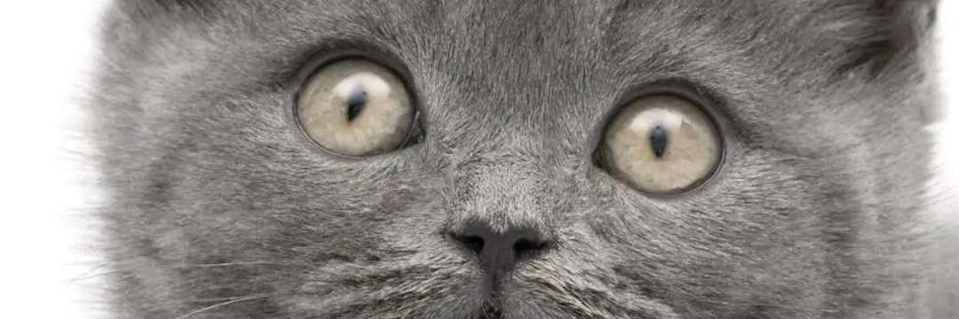 neolispa's profile banner image