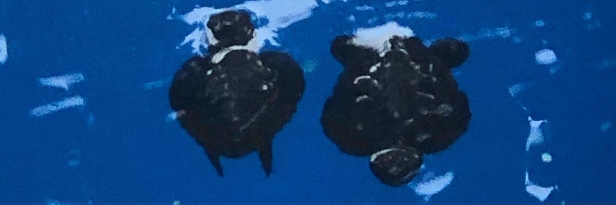 digo bala ✠ banner