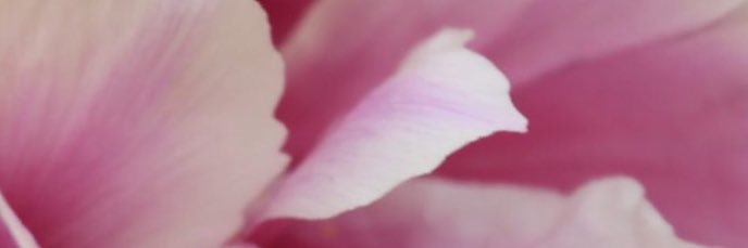 肖邦梗 banner