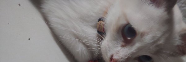 Tasuke_nii Profile Banner