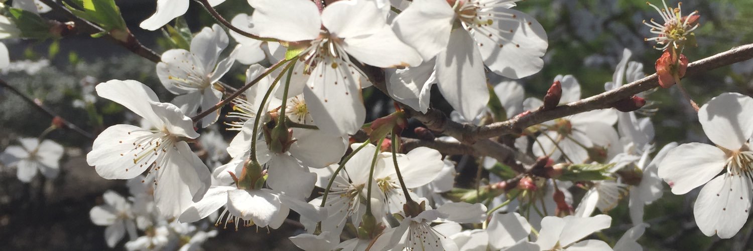 crumcake95's profile banner image