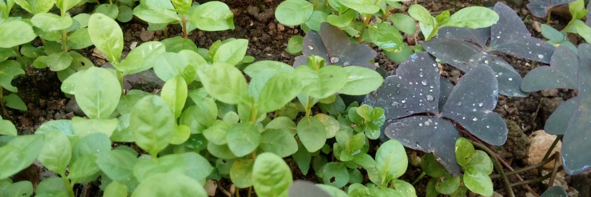 Cindy💚 banner