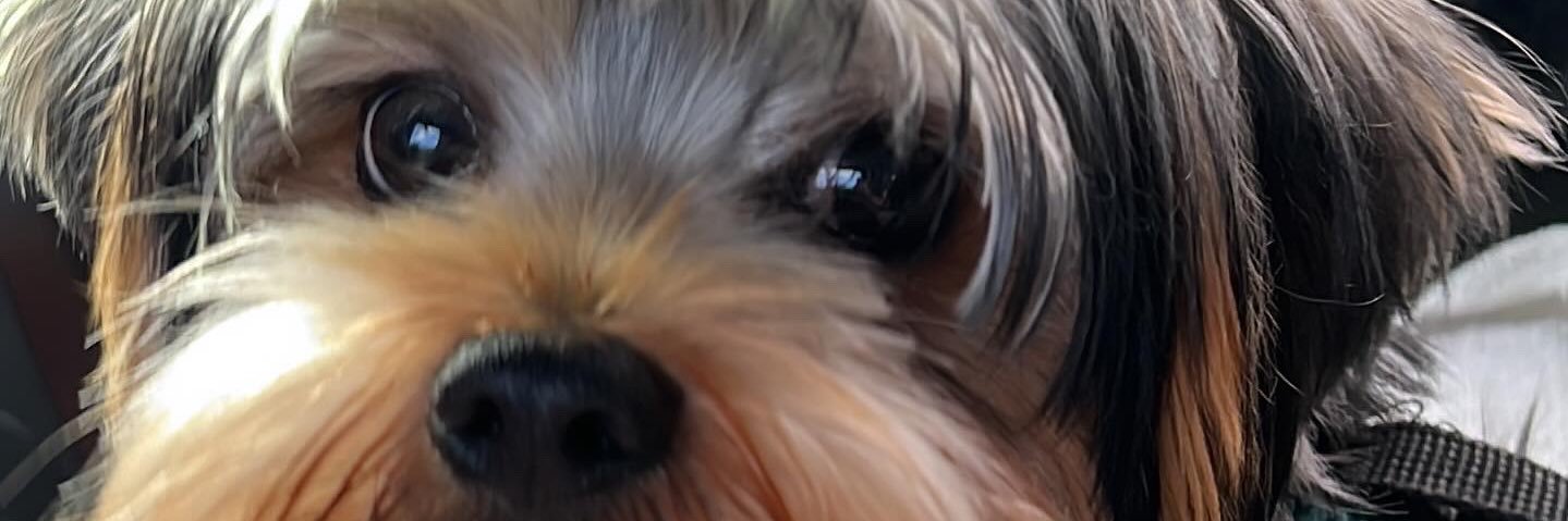 negritatorresc's profile banner image