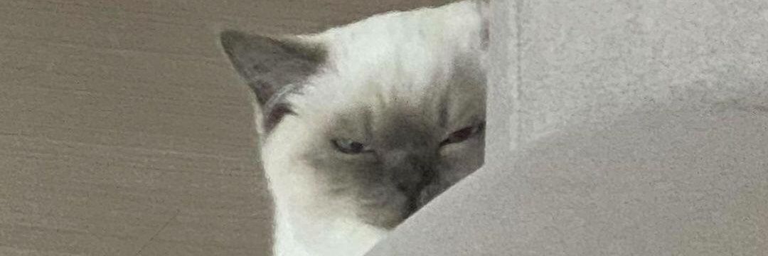 ElMau. 🕸️ banner