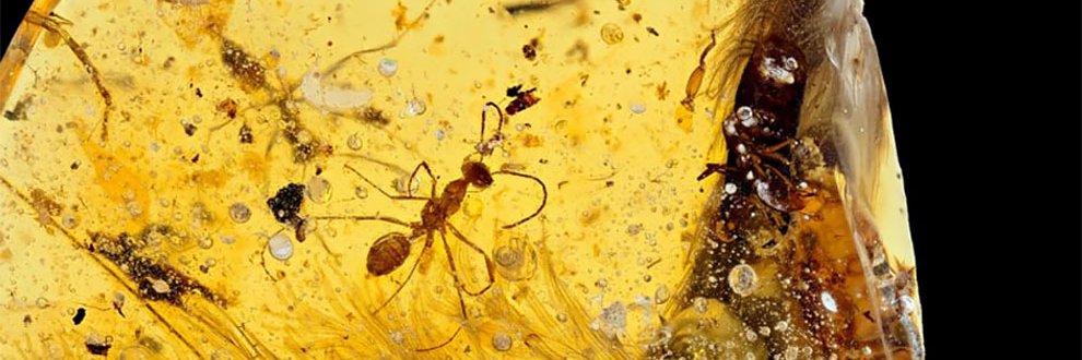 Íde banner
