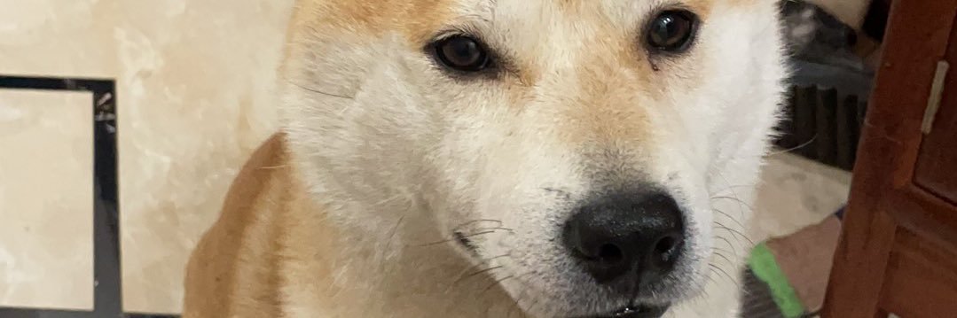Inu to the moon banner