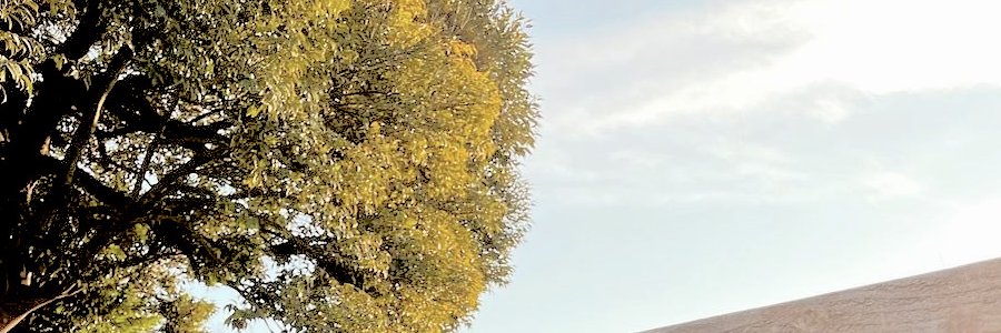 🍃 banner
