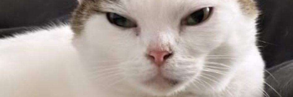 Niewolnik Europy banner