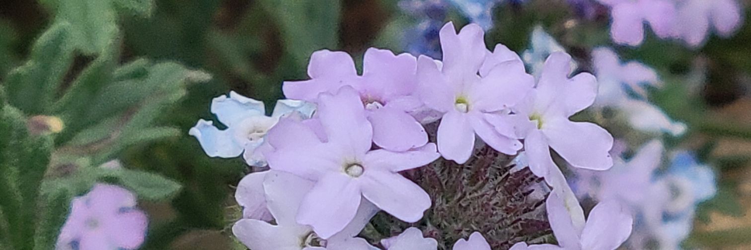 Midnight🌸 banner