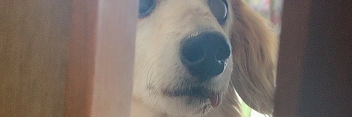 Mr_Syepa's profile banner image