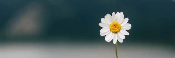 snoopypth's profile banner image