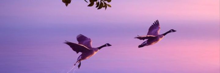 True🦋 banner