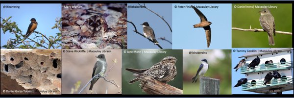 avianAInetwork Profile Banner