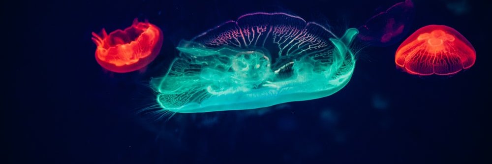 Nikki Tylereth banner