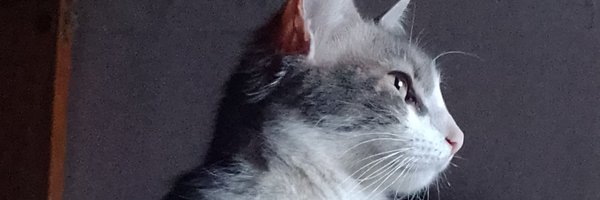 Agustin999js Profile Banner