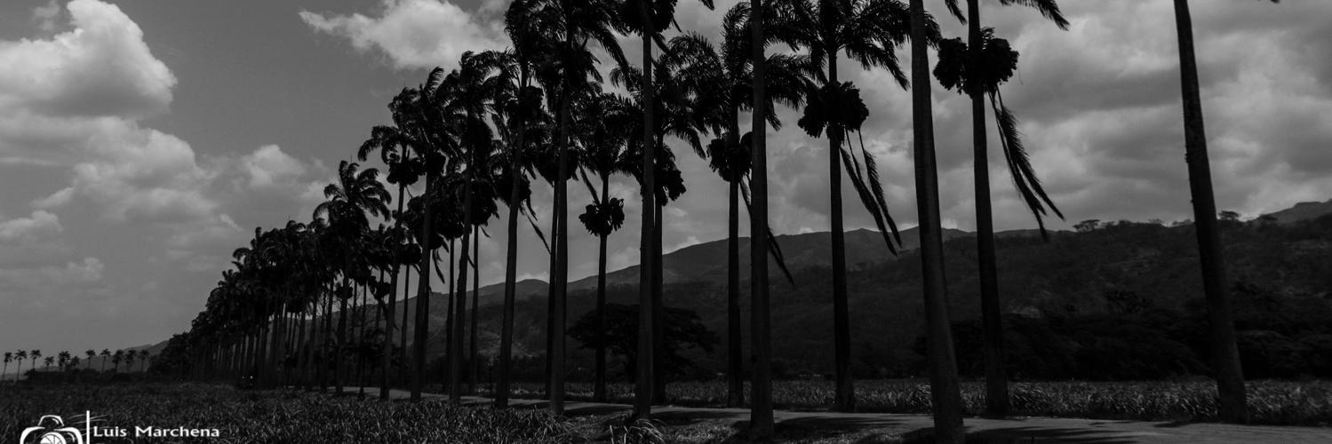 BorrachoLuis's profile banner image