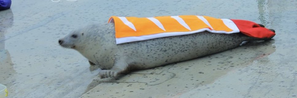 kohi! banner