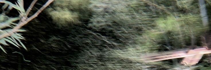 sza banner
