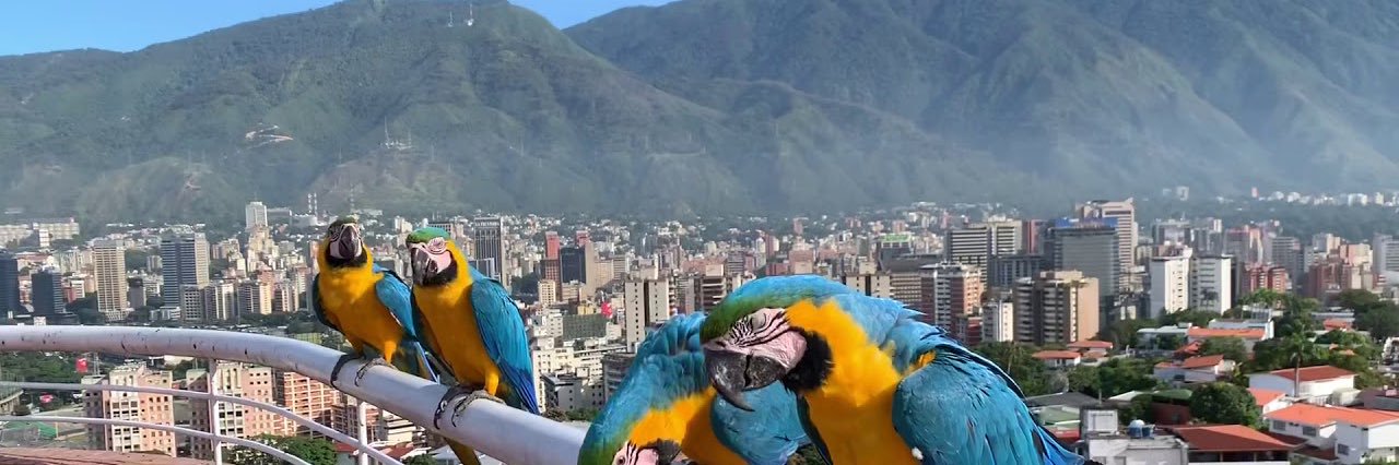 Felix_737's profile banner image