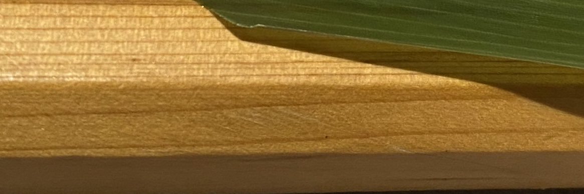 まよねーず banner