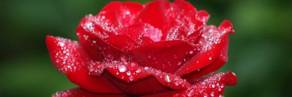 Deissy_Dedjen's profile banner image