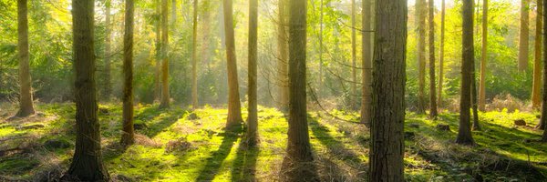 Lady_McCranieDV Profile Banner