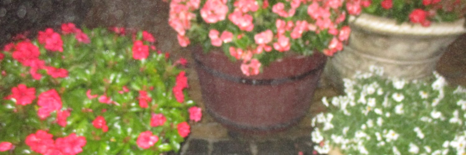 fridasormro's profile banner image