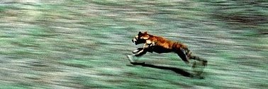 DingoBaby16's profile banner image
