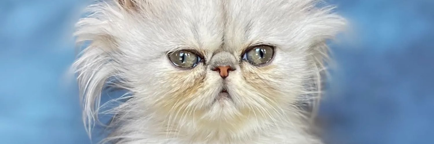 persiancatdad's profile banner image