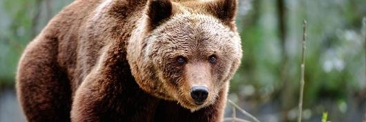 redbear2828's profile banner image