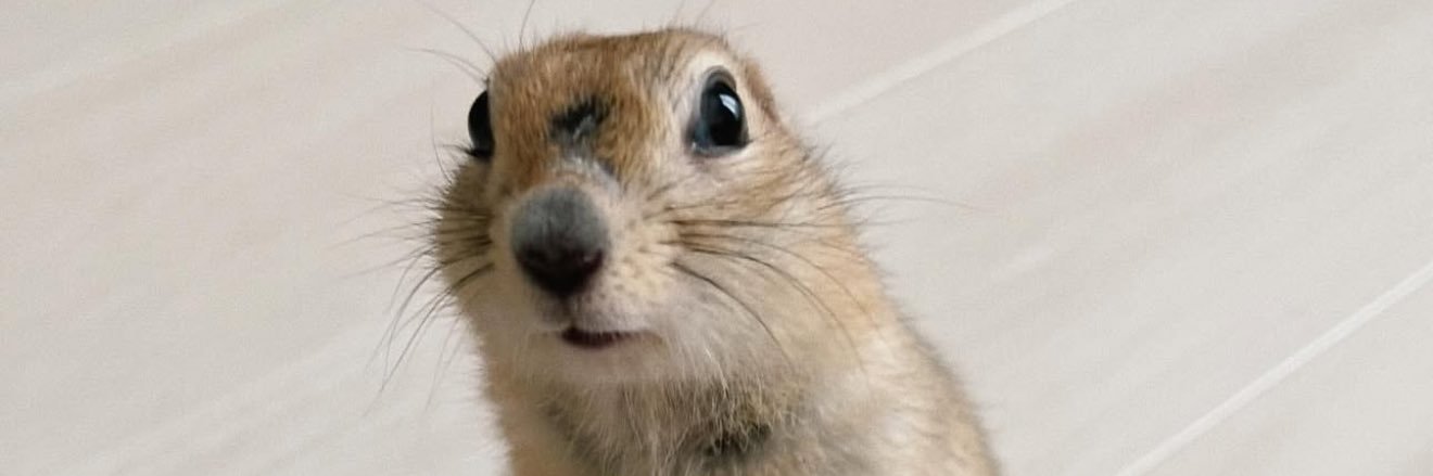 POTATO2547 banner