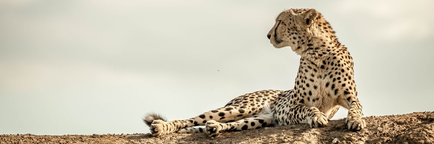 jay_povey's profile banner image