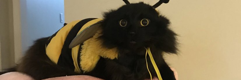 Bee 🐝 (@Bumblinbeee) / Posts / X