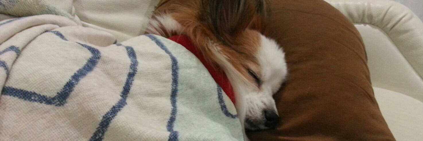 すみ🐕💓 banner