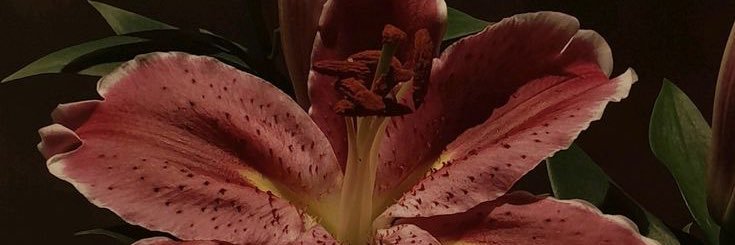 hazeldnut_'s profile banner image