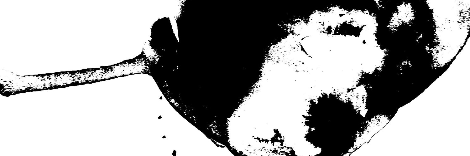 ConstantaTarna's profile banner image