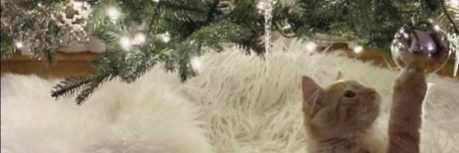 ohmthipk's profile banner image