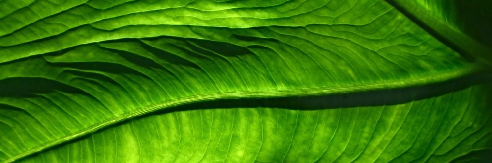 Regeneint's profile banner image