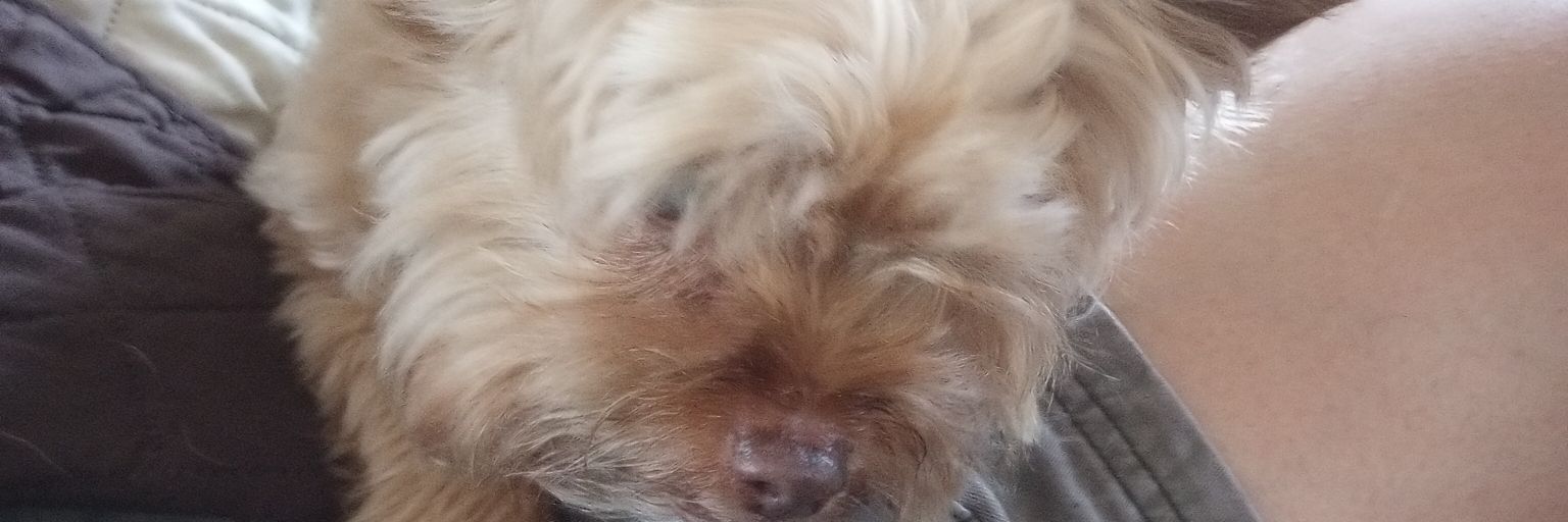 LectMrs's profile banner image