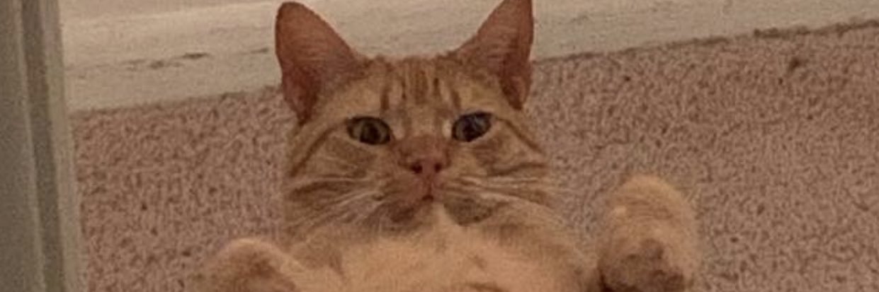 MeowCarnage7's profile banner image
