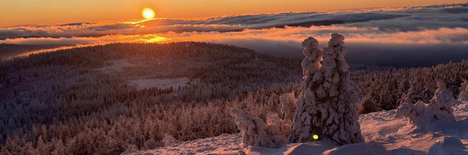 Flepp (the) Foxxo 🦊 banner